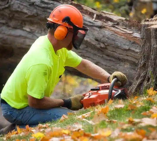 tree services Maple Grove